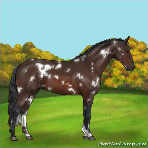 Horse Color:White Spotted Brown