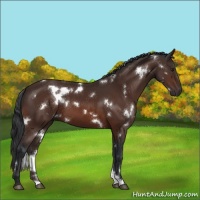 Horse Color:White Spotted Brown 