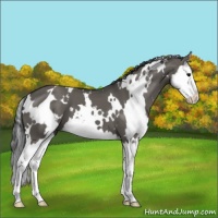 Horse Color:White Spotted Grullo Splash 