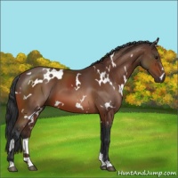Horse Color:White Spotted Bay 