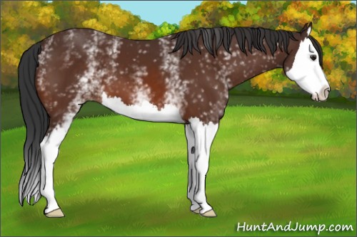 Horse Color:White Spotted Brown Splash