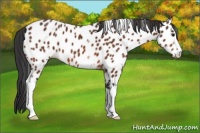 Horse Color:White Spotted Bay Sabino Appaloosa 