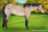 Horse Color:Bay Roan Dun Varnish 