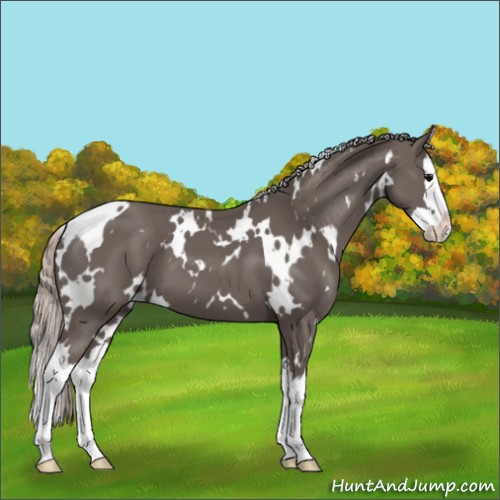 Horse Color:White Spotted Silver Black Splash