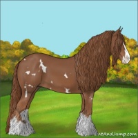 Horse Color:White Spotted Chestnut Splash 