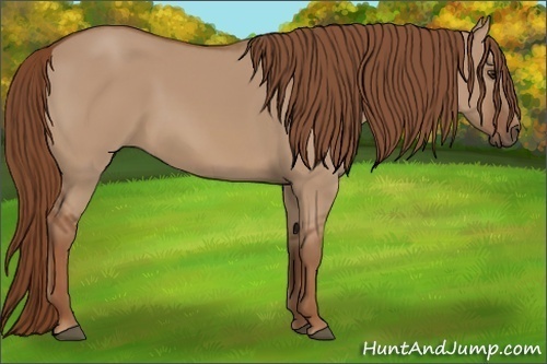 Horse Color:Red Dun 
