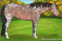 Horse Color:Bay Ice 