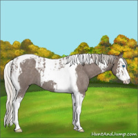 Horse Color:Silver Blue Roan Splash Tobiano  and Silver Blue Roan Splash Tobiano 