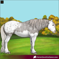 Horse Color:Silver Blue Roan Splash Appaloosa 