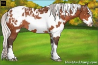 Horse Color:White Spotted Silver Brown Frame Appaloosa