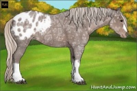Horse Color:Silver Blue Ice Roan Appaloosa 