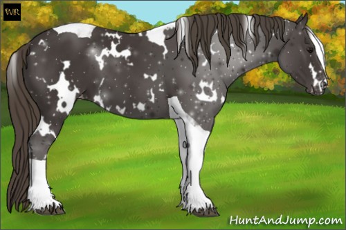 Horse Color:White Spotted Smoky Black Tobiano Appaloosa