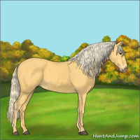 Horse Color:Palomino