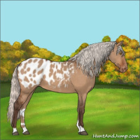Horse Color:Silver Bay Dun Appaloosa 