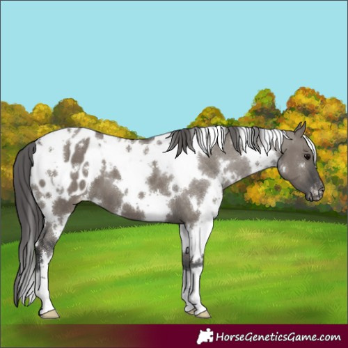 Horse Color:White Spotted Grullo Blanket