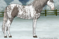 Horse Color:Silver Blue Roan Splash Tobiano  and Silver Blue Roan Splash Tobiano 