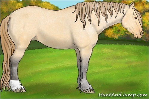 Horse Color:Buckskin Dun Varnish 
