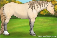 Horse Color:Buckskin Dun Varnish 