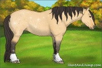 Horse Color:Buckskin Dun 