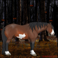 Horse Color:Bay Frame 