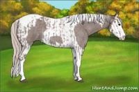 Horse Color:Silver Blue Roan Splash Tobiano  and Silver Blue Roan Splash Tobiano 