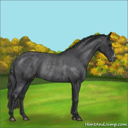 Horse Color:Black Varnish Rabicano 