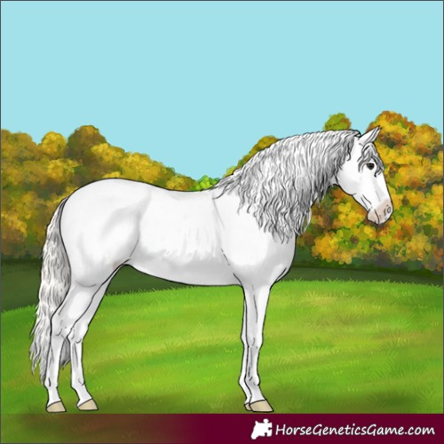 Horse Color:Silver Bay Near Leopard Rabicano