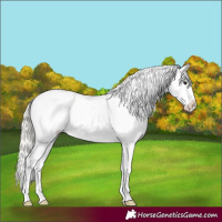 Horse Color:Silver Bay Near Leopard Rabicano 