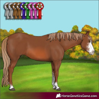 Horse Color:Chestnut Sabino