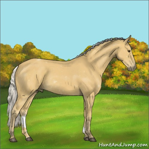 Horse Color:Silver Buckskin Rabicano 