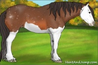 Horse Color:Bay Splash Appaloosa 