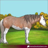 Horse Color:Bay Splash Appaloosa 