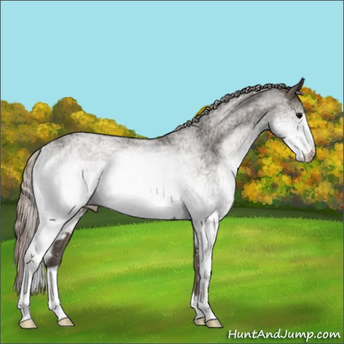 Horse Color:White Spotted Silver Black