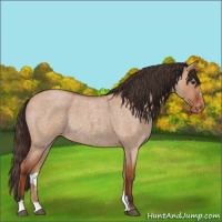 Horse Color:Bay Roan Dun Sabino Varnish Rabicano 