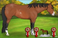 Horse Color:Bay Sabino 