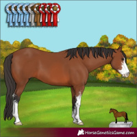 Horse Color:Bay Sabino 