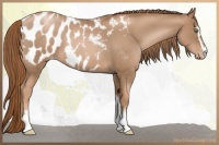 Horse Color:Liver Red Roan Pearl Sabino Appaloosa 