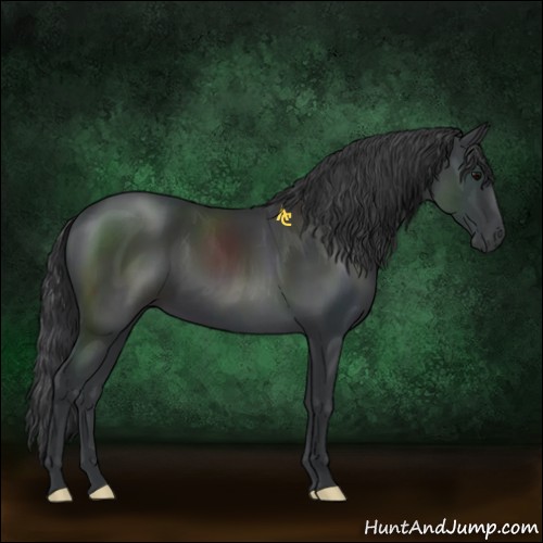 Horse Color:Black 