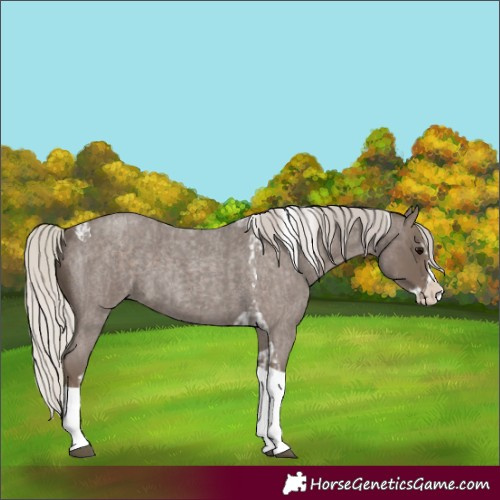Horse Color:Silver Blue Roan Splash Tobiano  and Silver Blue Roan Splash Tobiano 