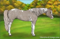 Horse Color:Silver Grullo Roan Splash Tobiano  and Silver Grullo Roan Splash Tobiano 
