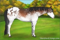 Horse Color:White Spotted Bay Appaloosa 
