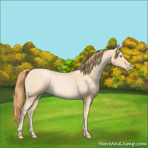 Horse Color:Buckskin Roan Pearl Sabino 