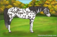 Horse Color:Grullo Sabino Splash Near Leopard 