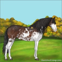 Horse Color:Brown Sabino 