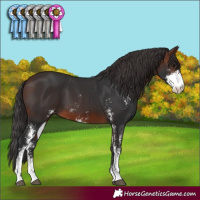 Horse Color:Brown Sabino