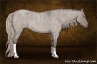 Horse Color:Silver Grullo Roan 