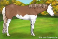 Horse Color:Chestnut Splash 