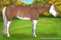 Horse Color:Chestnut Splash Rabicano 