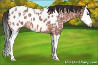 Horse Color:Bay Ice Splash Appaloosa