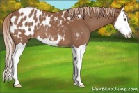 Horse Color:Chestnut Splash Appaloosa 